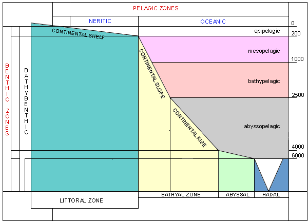 Marine depth zones